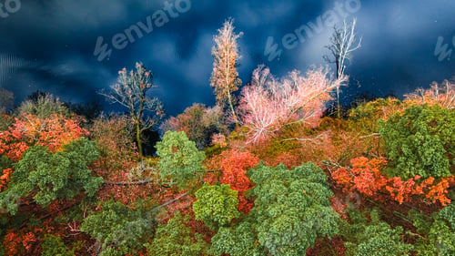 Preview: Amazing forest in the fall separated by a road.
