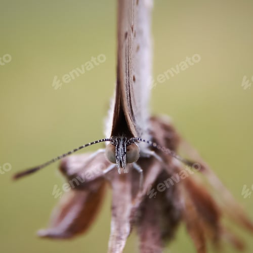Preview: Butterfly