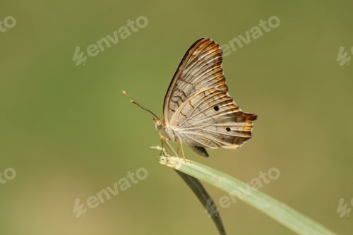 Preview: Textures of Nature