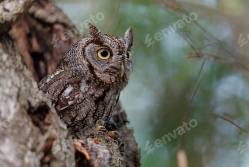 Preview: An Eastern Screech Owl in Florida
