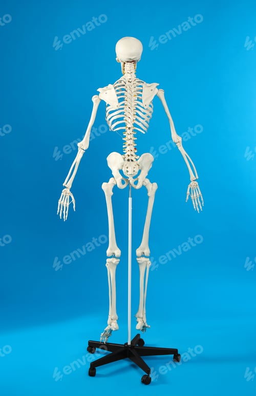 Preview: Artificial human skeleton model on blue background