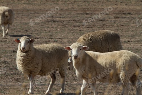 Preview: Sheep stand in a sunlit outback farm, surrounded by expansive, rugged terrain