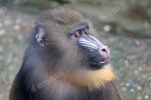 Preview: portrait of a mandrill (Mandrillus sphinx)