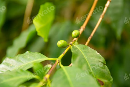 Preview: Close-Up Of Fresh Coffee Fruits Growing In Farm