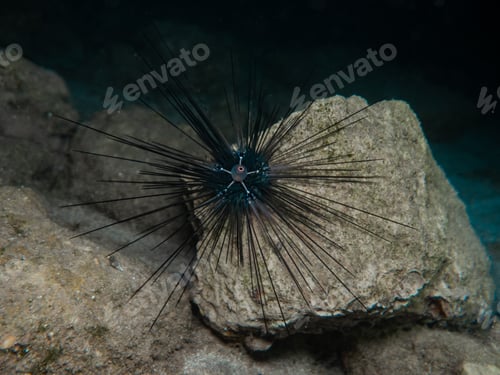 Preview: Invasive long spined sea urchin
