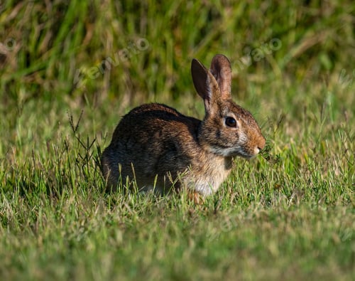 Preview: Swamp rabbit (Sylvilagus aquaticus) on green grass