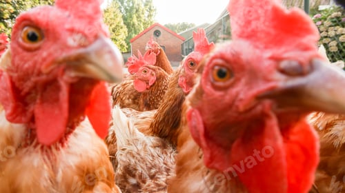 Preview: Funny and curious hens live on the farm. Free-range chickens.