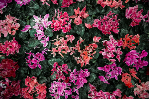 Preview: Natural beautiful background with lots of cyclamen.