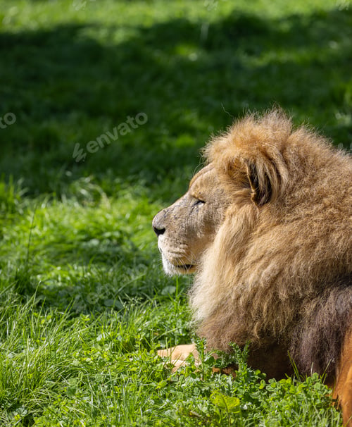 Preview: a lion is laying down in the grass with his paw on the tail