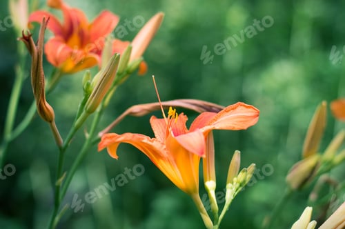 Preview: Lilies on green background in summer