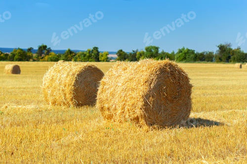 Preview: Golden hay bales in countryside