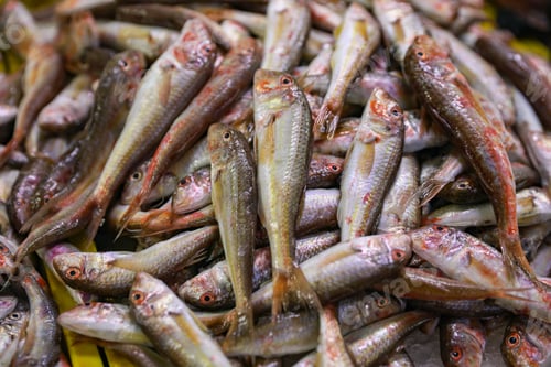 Preview: Many raw red mullet fish as background, closeup