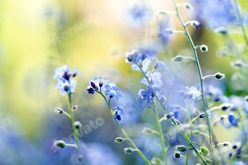 Preview: Forget-me-not (Myosotis) flowers blooming