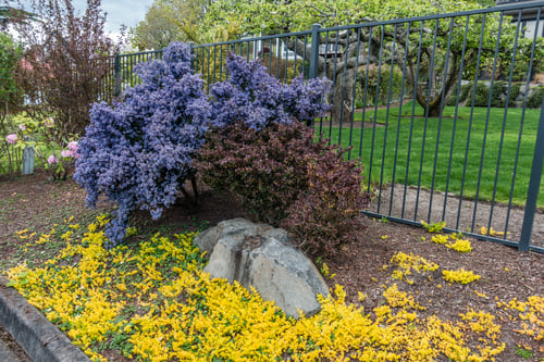Preview: A View Of A Blooming Blue California Lilac.