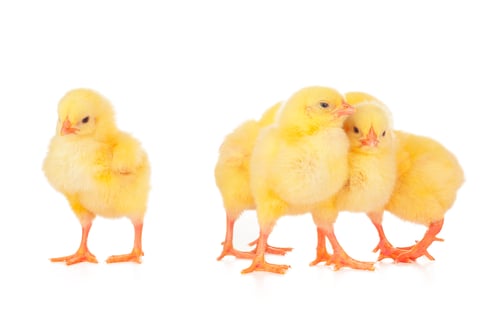Preview: Group of chickens isolated on a white background