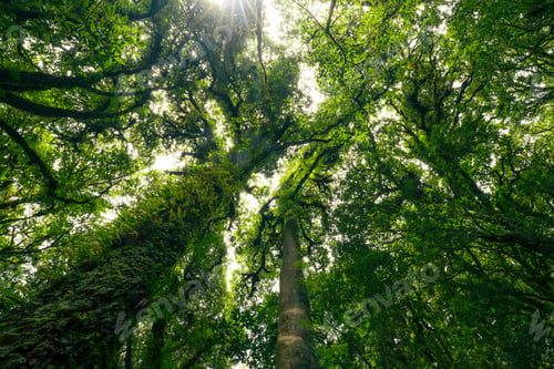 Preview: Looking up view of tree trunk to green leaves of tree in forest with sun light. Fresh environment