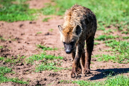 Preview: Tired spotted hyena or crocuta in savannah