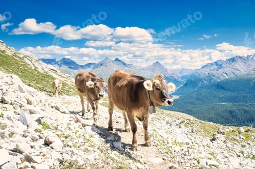Preview: Some cows on mountain trail