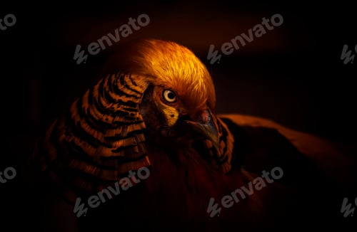 Preview: Golden pheasant
