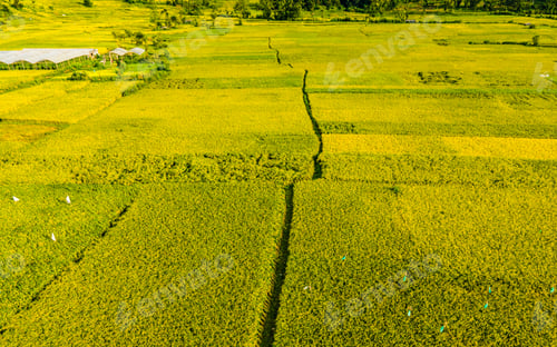 Preview: aerial view of Paddy farmland