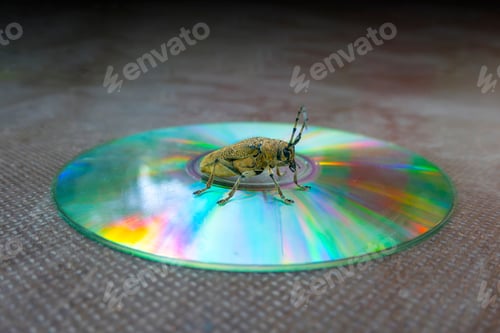 Preview: Macro shot of Longhorn beetle - Cerambycidae - sitting on a CD