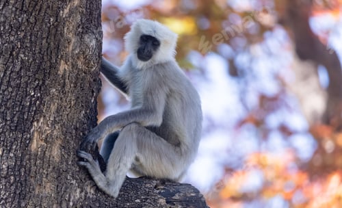 Preview: Closeup of a grey langur monkey perched on a tree branch