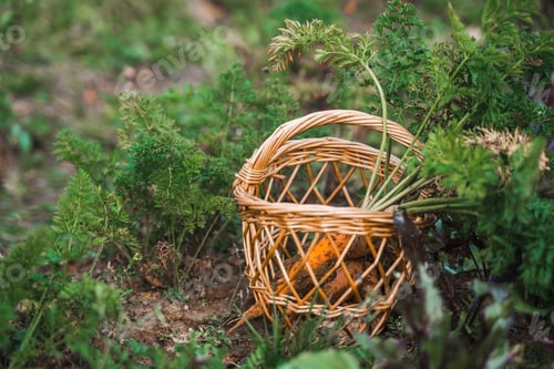 Preview: Wicker basket with digged,collected harvest of carrot with green leaves. Picked up from soil, garden
