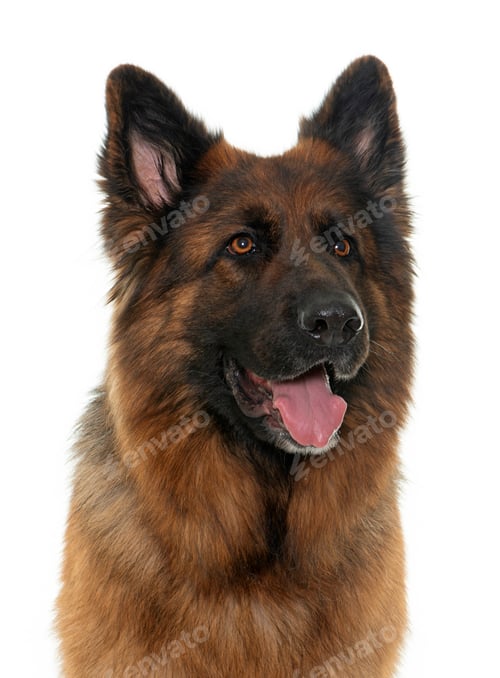 Preview: adult german shepherd