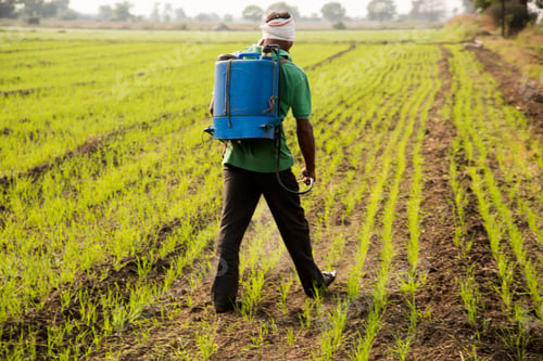 Preview: Indian farmer spraying pesticides in field. An Indian farming scene.