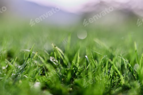 Preview: Green grass in spring, close-up photo