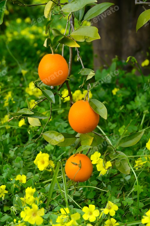Preview: Oranges on a tree