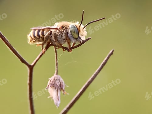 Preview: Little bee
