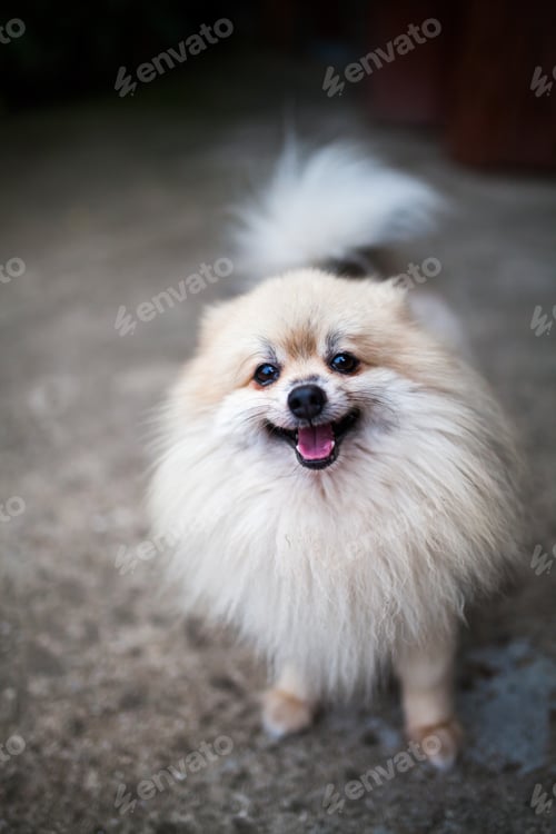 Preview: pomeranian spitz smiling watch the evening sun.