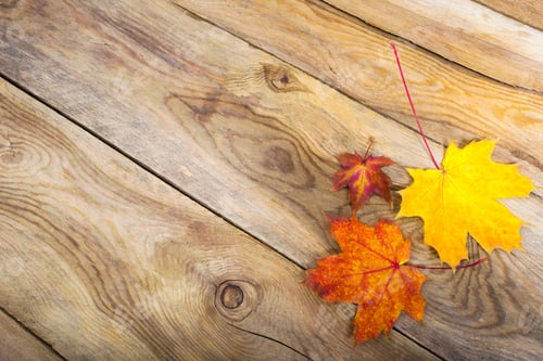 Preview: Thanksgiving background with three fall maple leaves, copy space