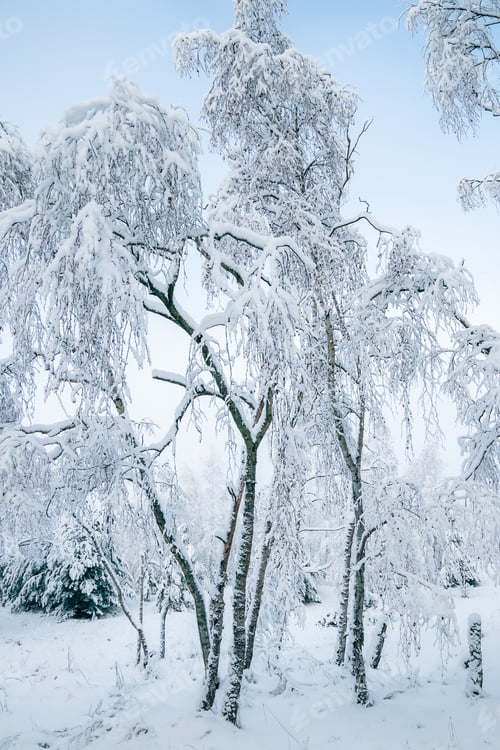 Preview: Winter fairytale with tall evergreen snow-capped trees in the forest of Curonian Spit, Lithuania