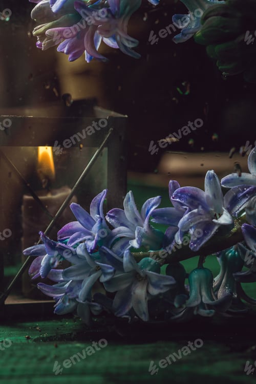 Preview: Composition of hyacinths and daffodils in vintage style for valentine's day - spring flowers