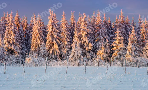 Preview: winter landscape trees in frost