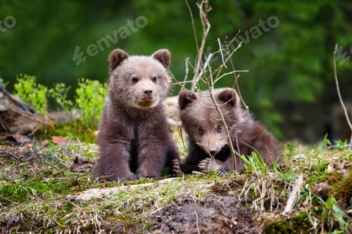 Preview: Two little brown bear cub in summer forest