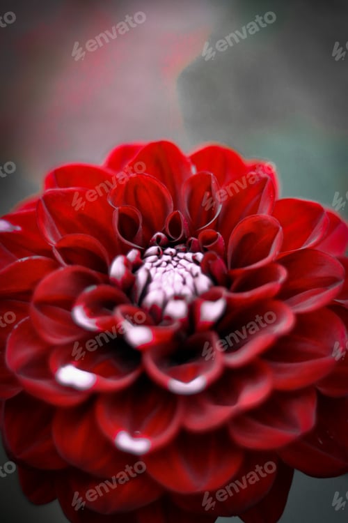 Preview: Selective focus shot of a beautiful red and white dahlia flower