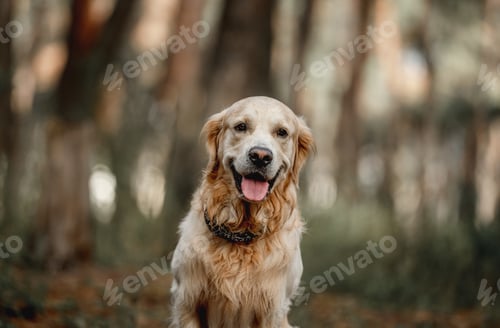 Preview: Golden retriever dog in the forest