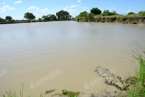 Preview: Nile crocodile, Crocodylus niloticus, basking in the sun at the edge of a swamp