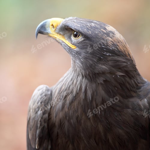 Preview: majestic steppe eagle close-up