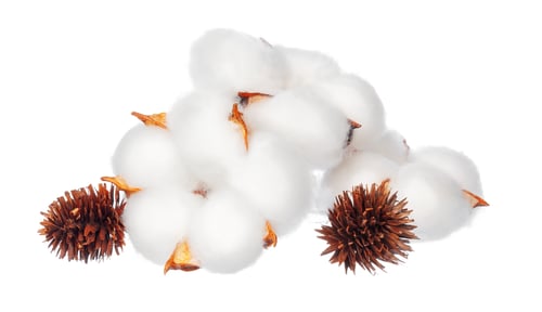 Preview: Cotton flowers on white background