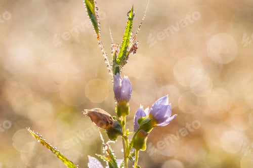 Preview: Fresh green grass with dew drops closeup. Nature Background
