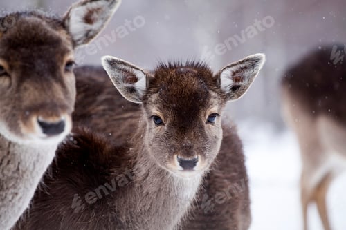 Preview: Deer in wintertime