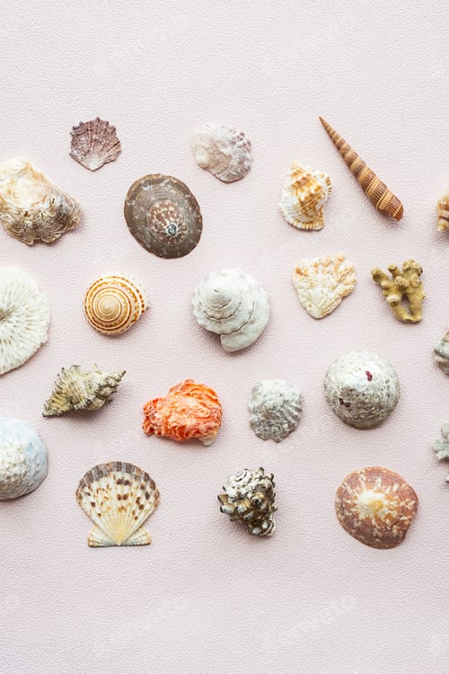 Preview: Seashells and corals set. Marine pattern.