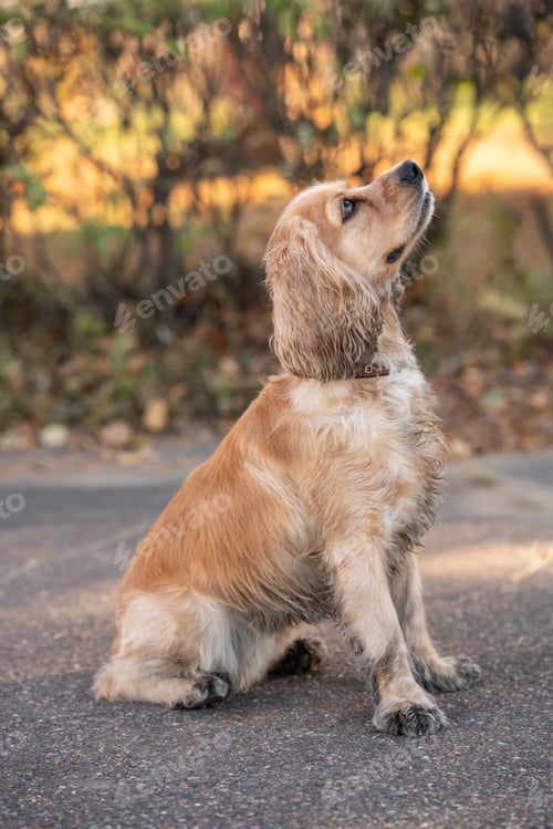Preview: American cocker spanie