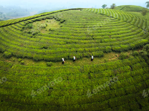 Preview: Dawn on Long Coc tea hill