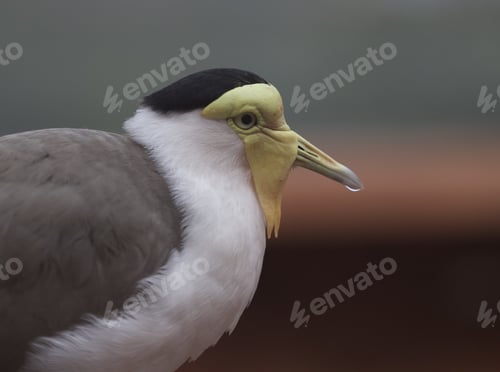 Preview: Closeup of a masked lapwing bird, profile shot on the blurred background