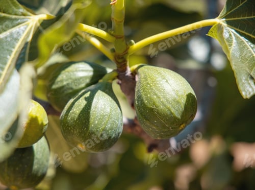 Preview: Ripening green fig fruits on the branch close up